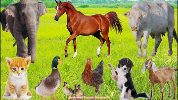 Collection of Cute Animal Sounds: Chicken, Dog, Sheep, Cat, Horse, Cow, Cat, Elephant – Animal Video