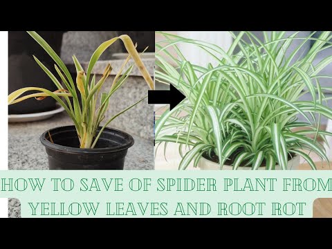 Wideo: Rozwiązywanie problemów z pająkiem z żółtymi liśćmi - naprawianie żółtych liści na pająkach
