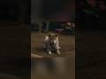 Loyal Dog Did Everything to Protect and Save Owner 😱#shorts #viral