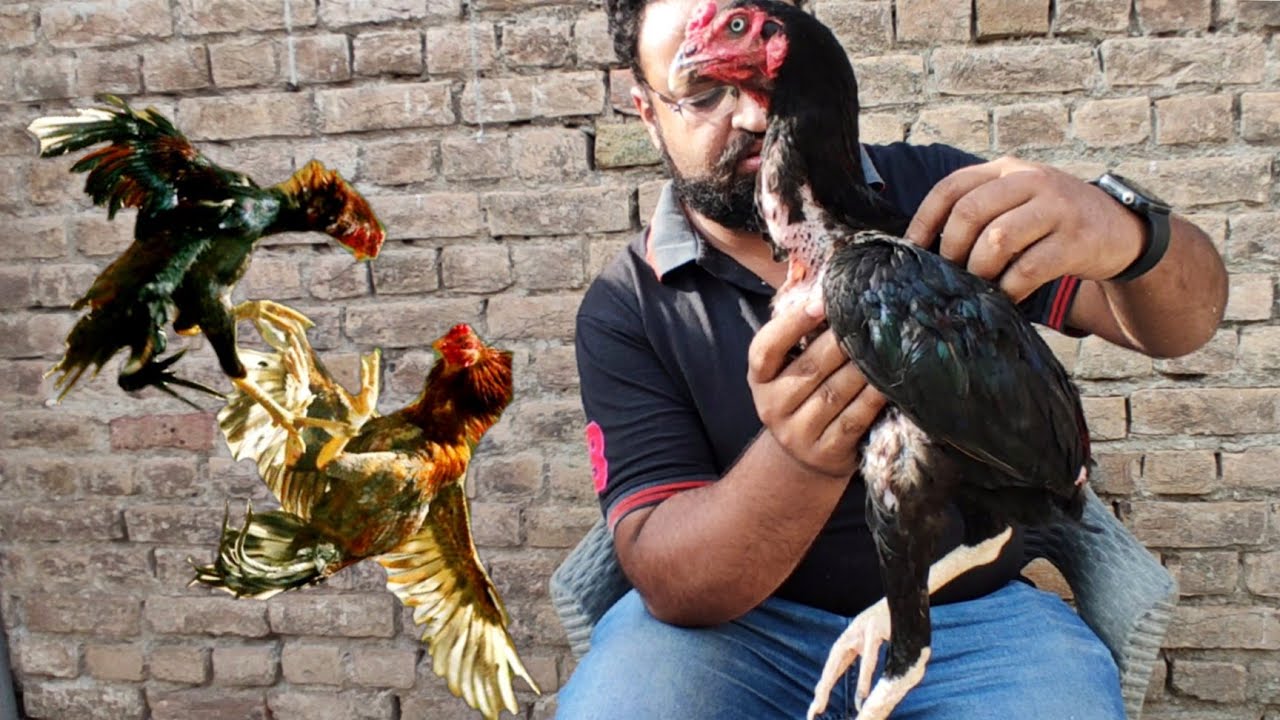 Home breed Aseel patha - YouTube
