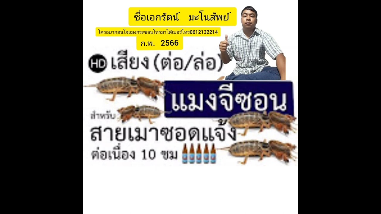 เสียงแมงกระชอน