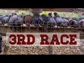 Pigeon racing  3rd old bird pigeon race