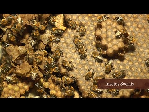 Vídeo: Para onde vão as vespas no inverno?
