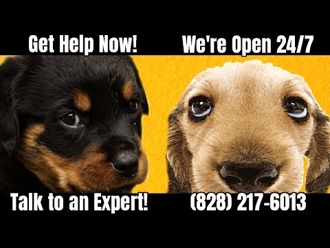 emergency-vet-charlotte-saturday|charlotte,-nc-veterinary-care