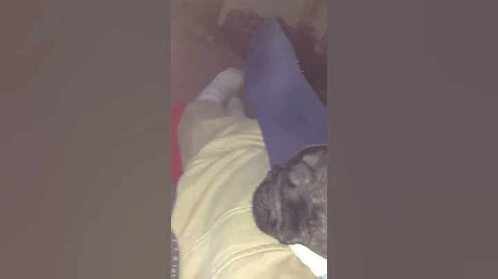French bulldog puppy snoring