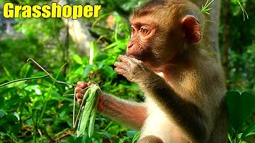 Brilliantly! Baby Monkey ROJO Could Forage And Got B-ig Grasshopper In The Forest.
