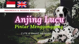 ANJING LUCU DAN PINTAR MENGGONGGONG