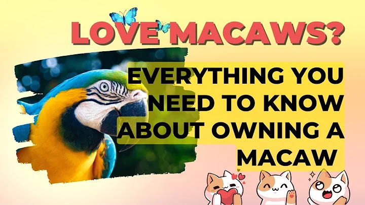 Everything You Need to Know about Owning a Macaw