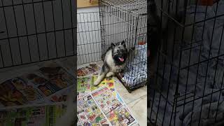 VALENTYNE ENTERPRISE LICENCED KENNEL 4 KEESHOND DOGS AVAILABLE CALL PATRICIA JANSSEN 705 930 3541