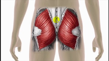 Trigger Point Therapy - Gluteus Maximus
