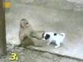 Monkey Laughing at Dog, after checking his P****