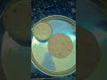 Simple &amp; Tasty Ven Pongal Breakfast Vlog 🍲🥥@Sundarikitchens#food #recipe #breakfast