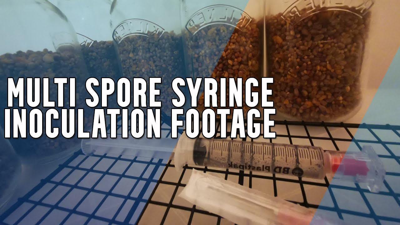 Spore Injection Multi Spore Syringe Inoculation Footage (Mycology) - YouTube