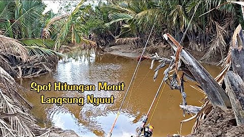 Mancing Sembilang Babon Di Spot Hutan Nipah