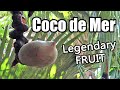 COCO DE MER : My Hunt for the Tree of Knowledge (Part 1 of 5) - Weird Fruit Explorer Ep. 400