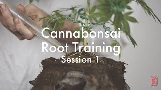 How to Cannabonsai Roots on Rock: Session 1