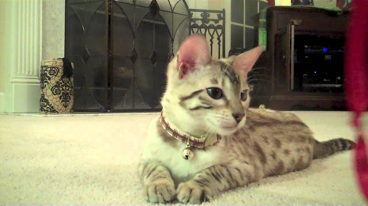 Watch the video about Secret Agent Spice - Snow Leopard Bengal Cat