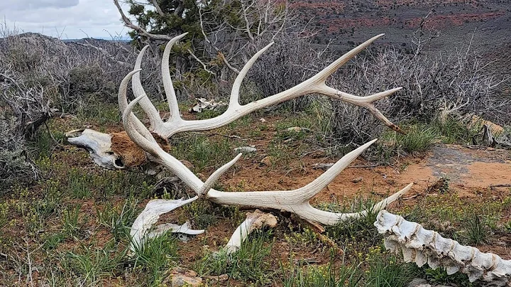 Colorado opener 2022 .  Awesome Elk Shed Hunt