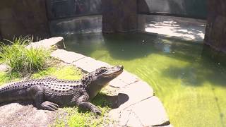 Happy Hollow | Learn about our American Alligator
