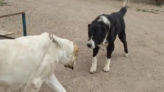 Алатау кетті✊ Төбет Тобет Волкодав САО