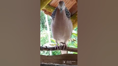 tekukur penguku...