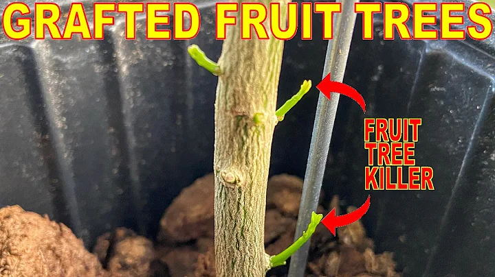 This Common Problem Can KILL Grafted Fruit Trees!