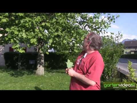 Video: Tulpenbaumvermehrung: Tulpenbaum aus Samen und Stecklingen züchten