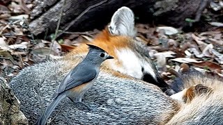 A snoozing fox meets a plucky little black-crested titmouse
