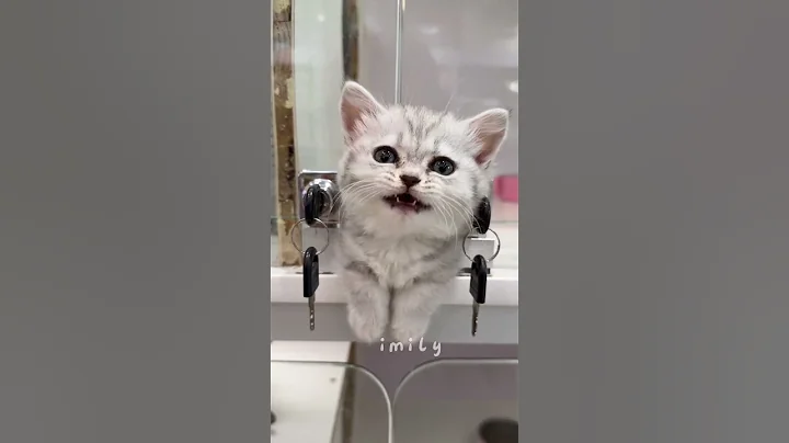 Video 11193861: cat cute kittens adorable, cat fun cute kitten, cat kitten cutest, cat cute funny