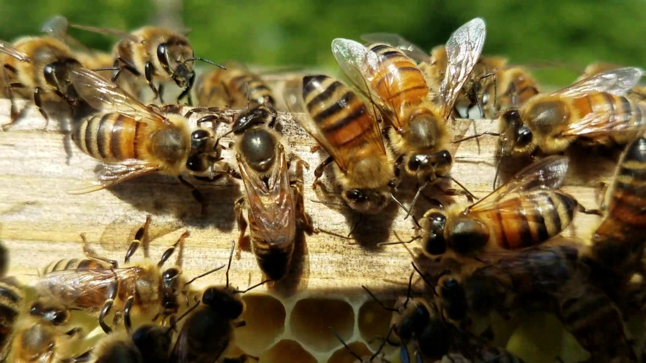 honey bee queen mating