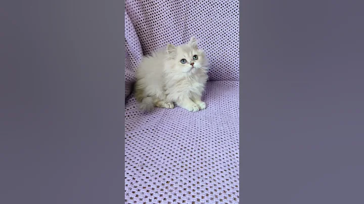 Video 7340201: british longhair golden kitten, british longhair male kitten, golden shaded british longhair, british longhair lilac, eyes british, purebred kitties