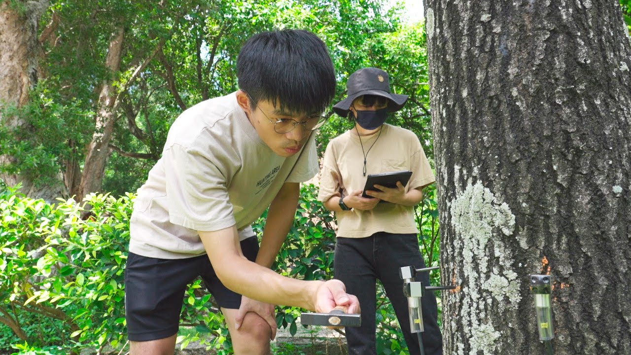 【有褐．不可】還給樹木一個沒有褐根病菌的家