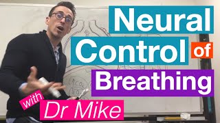 Neural Control of Breathing | Respiratory System