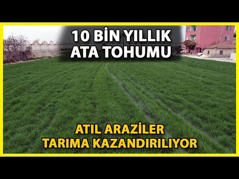 Akdeniz'de Toprakla Buluşturulan Karakılçık Buğday Tohumu Boy Verdi