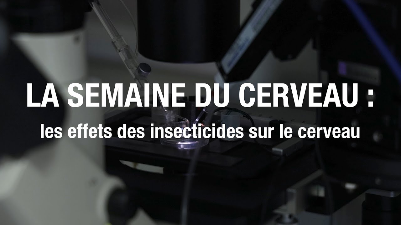 LA SEMAINE DU CERVEAU : les effets des insecticides sur le cerveau