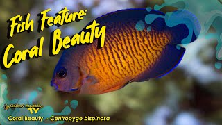 Fish Feature - Coral Beauty Centropyge bispinosa
