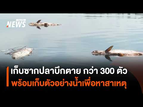 Over 300 dead Mekong giant catfish recovered, water samples collected to determine cause | Thai P...