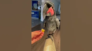 كاسكو اسود سبحان الله 
