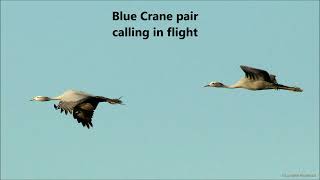 Blue Crane pair calling in flight