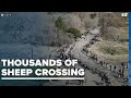 Watch thousands of sheep seen crossing idaho highway 55