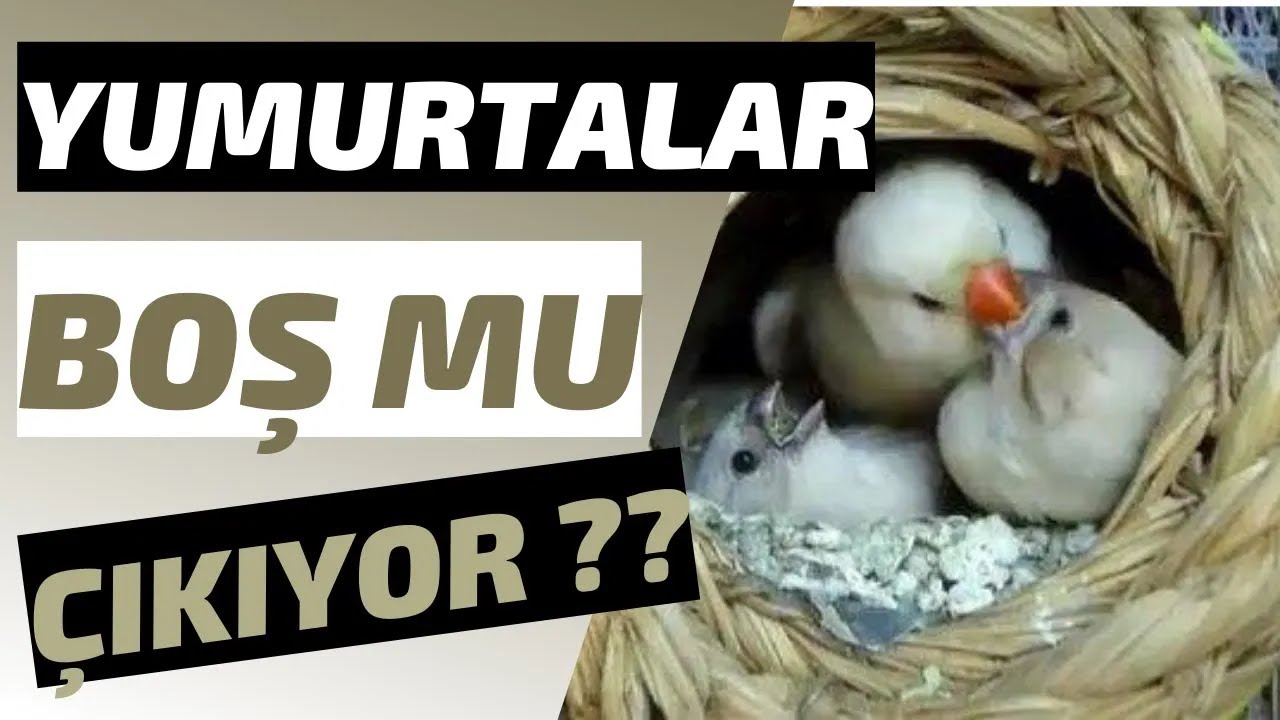HİNT BÜLBÜLÜ YUMURTASI BOŞ MU ÇIKIYOR ❓🐣 YAVRU ALAMIYOR MUSUN?