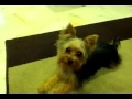 Cute Australian Silky Terrier の動画、YouTube動画。