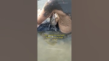 Khối nghỉ hè theo phụ huynh đi bắt cá mà lại bị cá bắt 😂 #giadinh #treem #vuive #haihuoc #vuinhon