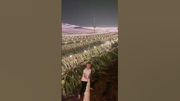 pemandangan indah kebun buah naga saat malam hari #garden #fruit #fypシ゚viral
