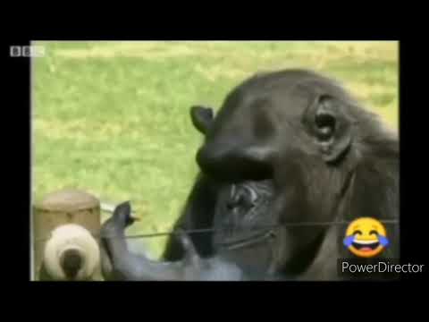 Video: Opice Sú Tiež ľudia - Alternatívny Pohľad