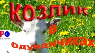 Футаж. Козлик в одуванчиках. Вы такое видели?