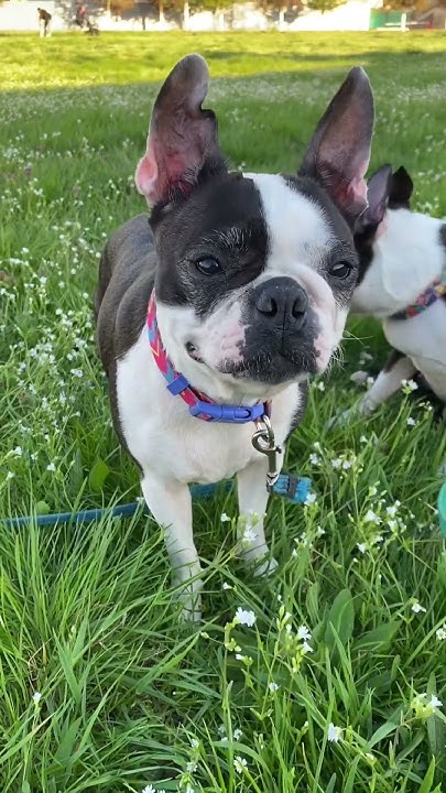 Собака в доме это счастье #bostonterrier #бостонтерьер #собачники #dogs ...
