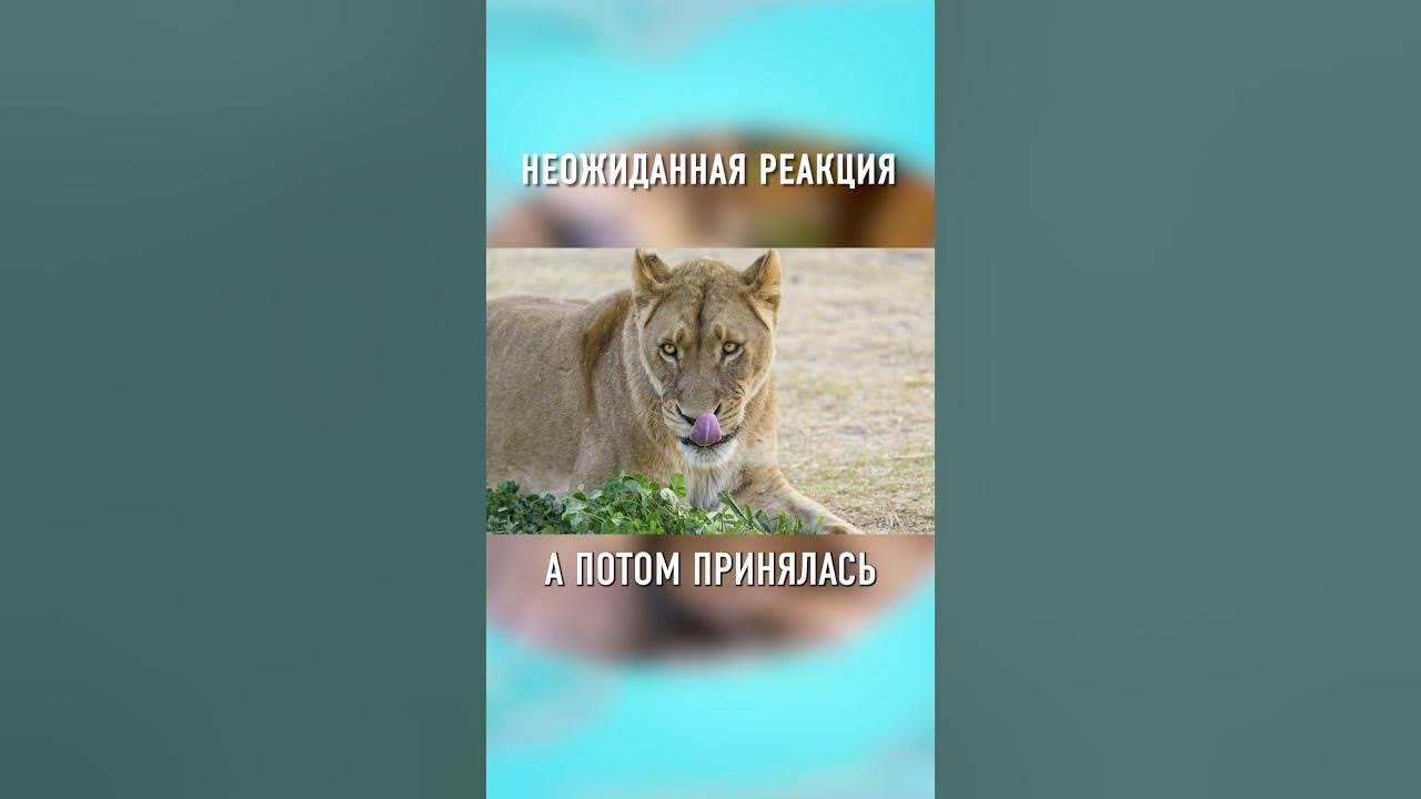 Как Львы Реагируют На КОШАЧЬЮ МЯТУ #shorts - YouTube