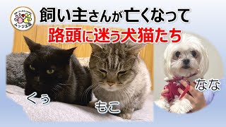 【2024年5月号】飼い主さんを亡くして路頭に迷う犬猫の末路【ムック王国猫のおうち探し隊】