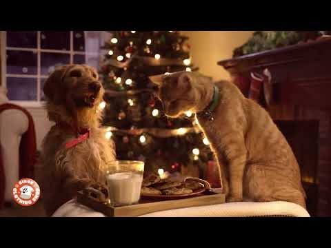 Christmas with Cat and Dog | The Binge | Christmas Ad 2022